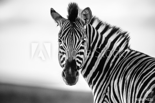 Picture of Zebra Straight on Black and White